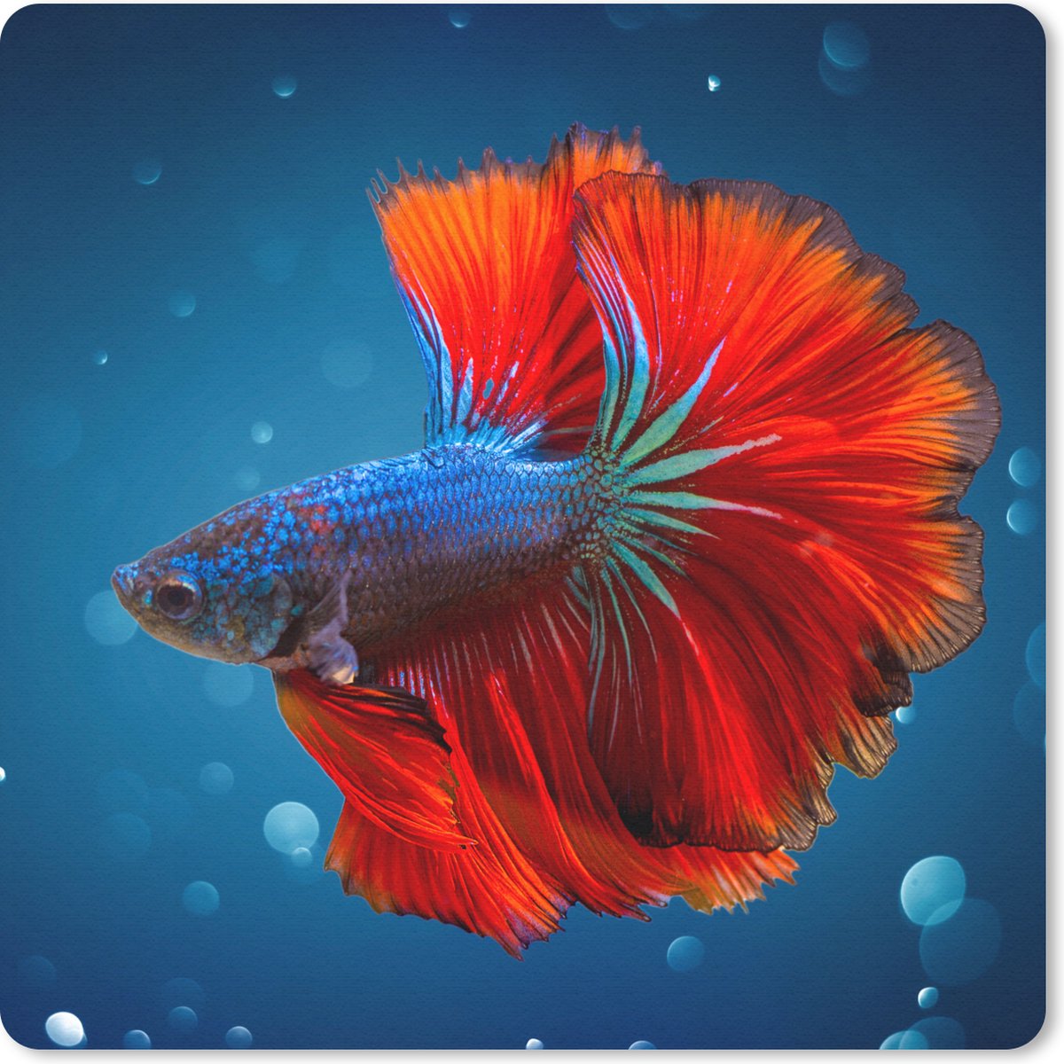 Muismat 20x20 cm - Mousepad Vis - Water - Rood - Muismatten