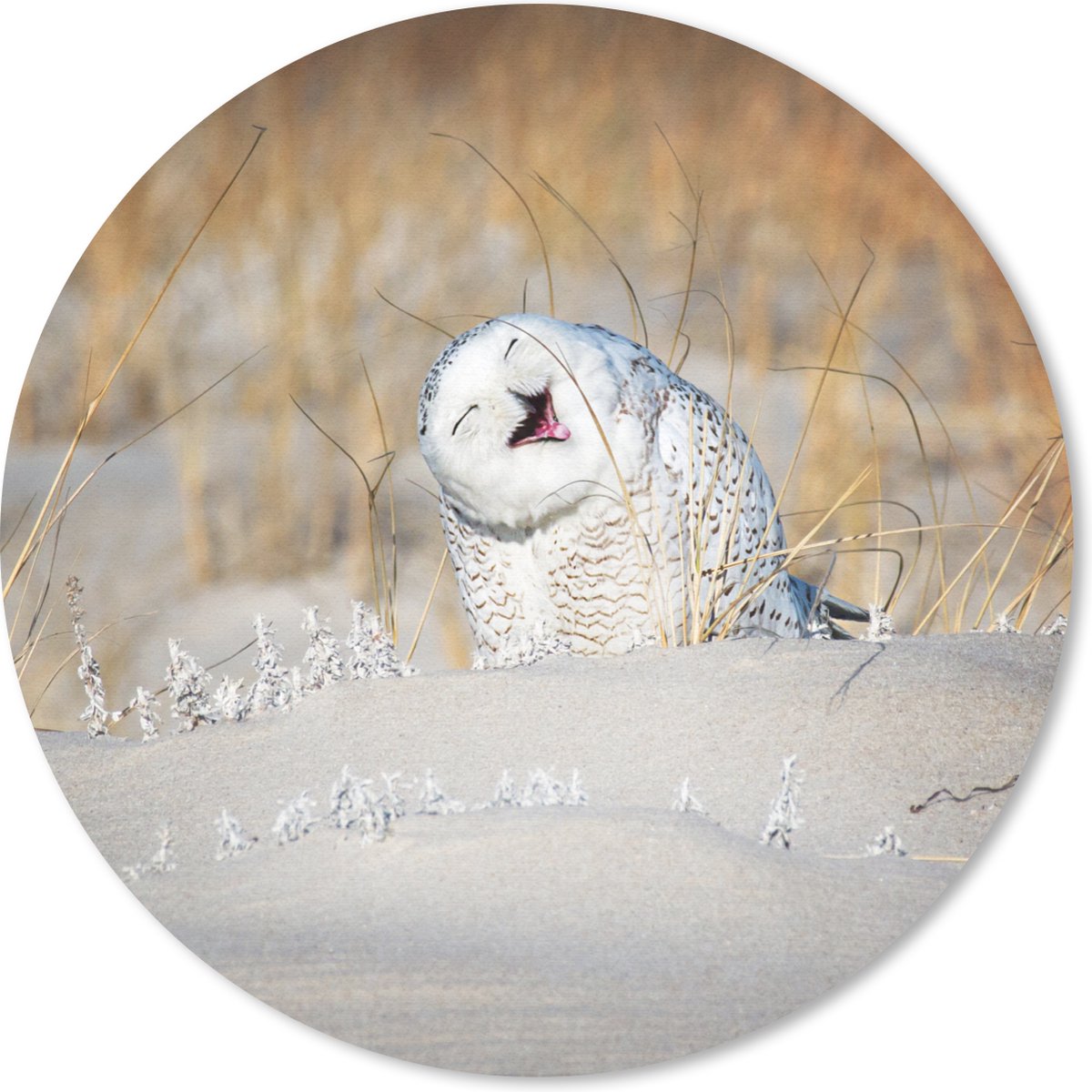 Muismat rond 50x50 cm - Mousepad Uil - Sneeuw - Duin - Ronde muismatten