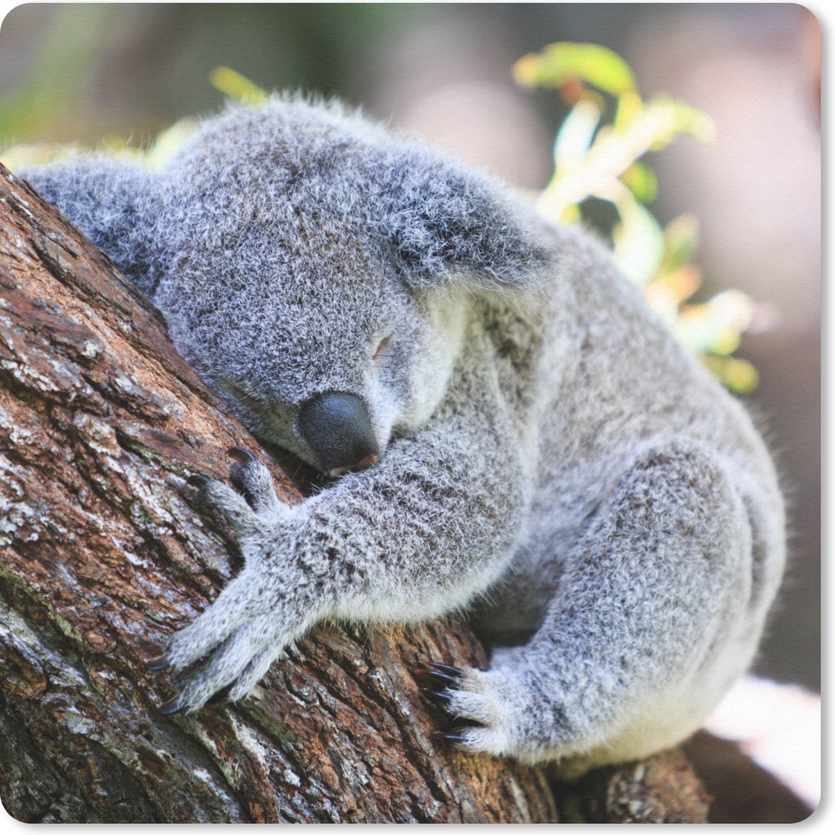 Muismat 20x20 cm - Mousepad Koala - Boomstam - Knuffel - Kids - Jongens - Meiden - Muismatten