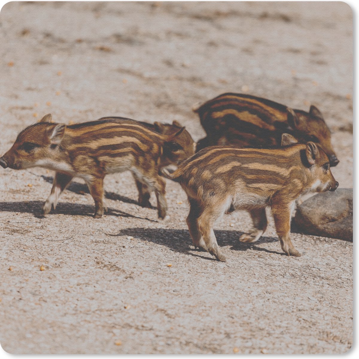 Muismat 20x20 cm - Mousepad Baby - Zwijnen - Wild - Muismatten
