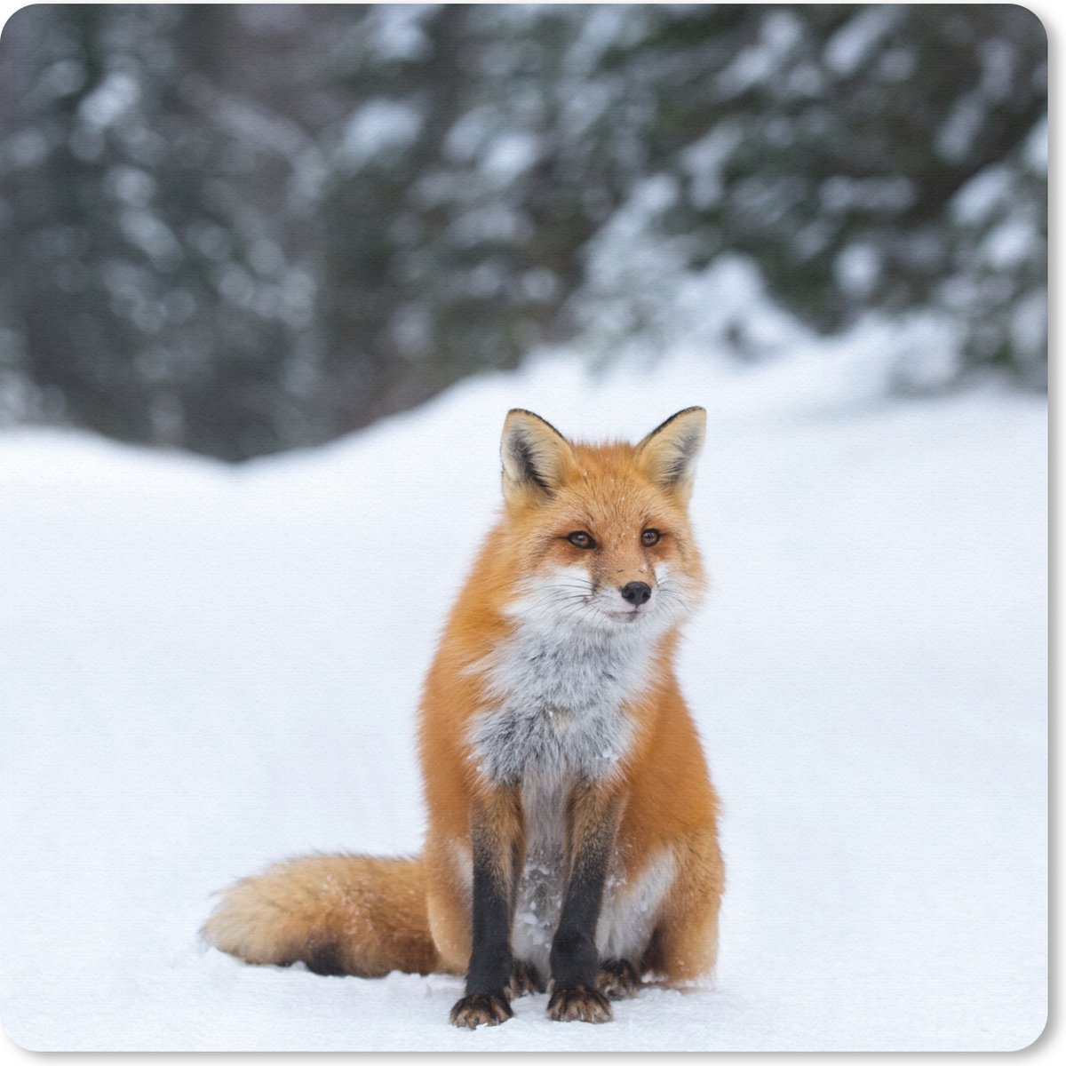 Muismat 30x30 cm - Mousepad Vos - Sneeuw - Bos - Muismatten