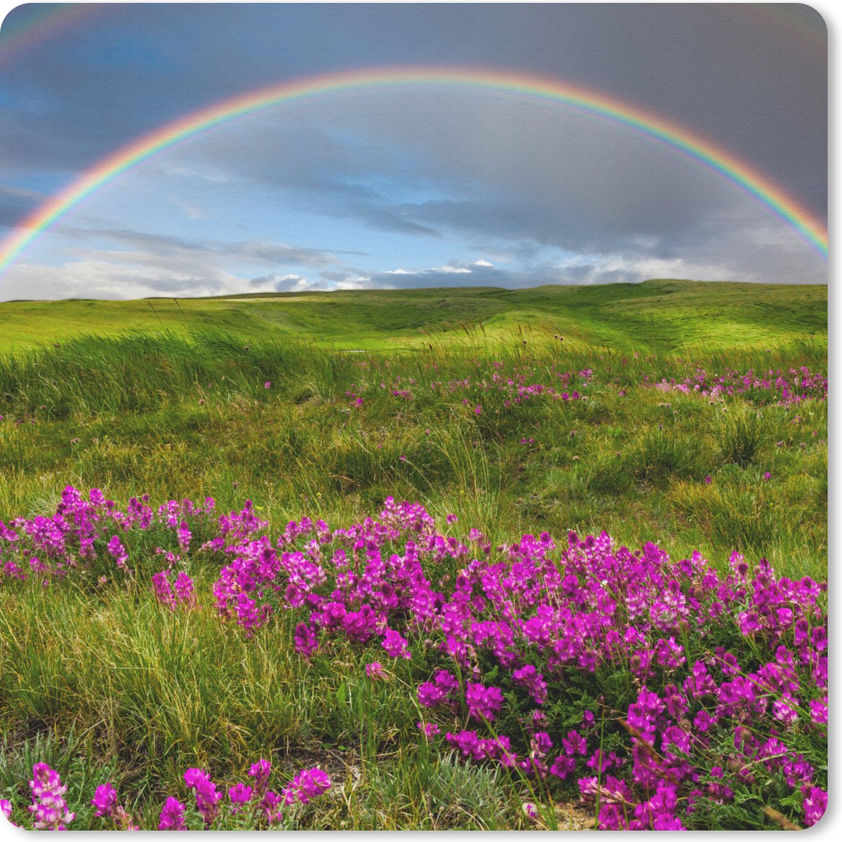 Muismat 30x30 cm - Mousepad Regenboog - Bloemen - Heide - Muismatten