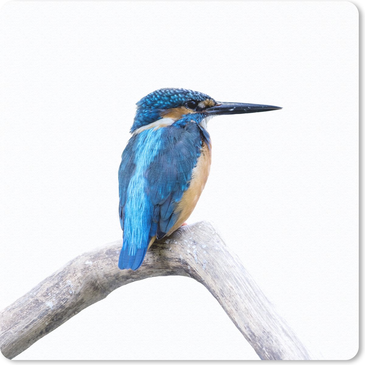 Muismat 20x20 cm - Mousepad IJsvogel - Tak - Snavel - Muismatten