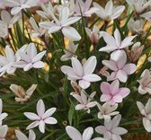 Rhodoxis 'Fairy Kisses' - Rapsterretje - Planthoogte: 5 cm - Pot 11 cm (1 liter)