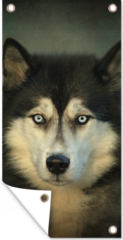 Affiche de jardin Husky regarde dans l'appareil photo - 30x60 cm - Toile jardin - Affiche extérieure