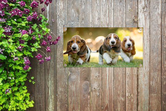 Poster de jardin Les chiots courent dans l'herbe - 60x30 cm - Toile de jardin - Poster extérieur