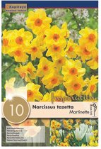 Zakje narcissenbollen - Narcissus 'Martinette' - donkergele narcissen - 10 bollen