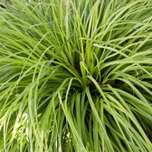 Carex oshimensis 'Everillo' - Zegge - Planthoogte: 20 cm - Pot Ø 11 cm (1 liter)