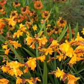 Crocosmia 'Sunglow' - Montbretia - 40 cm - Pot 3 liter