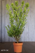 10 stuks | Ilex maximowicziana 'Kanehirae' Pot 60-70 cm - Bloeiende plant - Kleinbladig - Vruchtdragend - Wintergroen