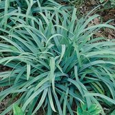 Carex laxiculmis 'Bunny Blue' - Zegge - Planthoogte: 20 cm - Pot Ø 17 cm (2 liter)
