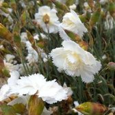 6x Dianthus Plumarius ‘Haytor White’ - Grasanjer - Pot 9x9 cm