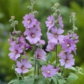 Lavatera 'Lilac Lady' - Struikmalva - Pot 17 cm (2 liter)