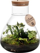 Ecosysteem plant met lamp - Ecoworld Jungle Biosphere - Ecosysteem in Glas - 3 Varen Planten - Piramide Glas XL - Ø 30 cm - Hoogte 36 cm