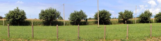 Poteaux ronds Robinia 160cm 8-10cm