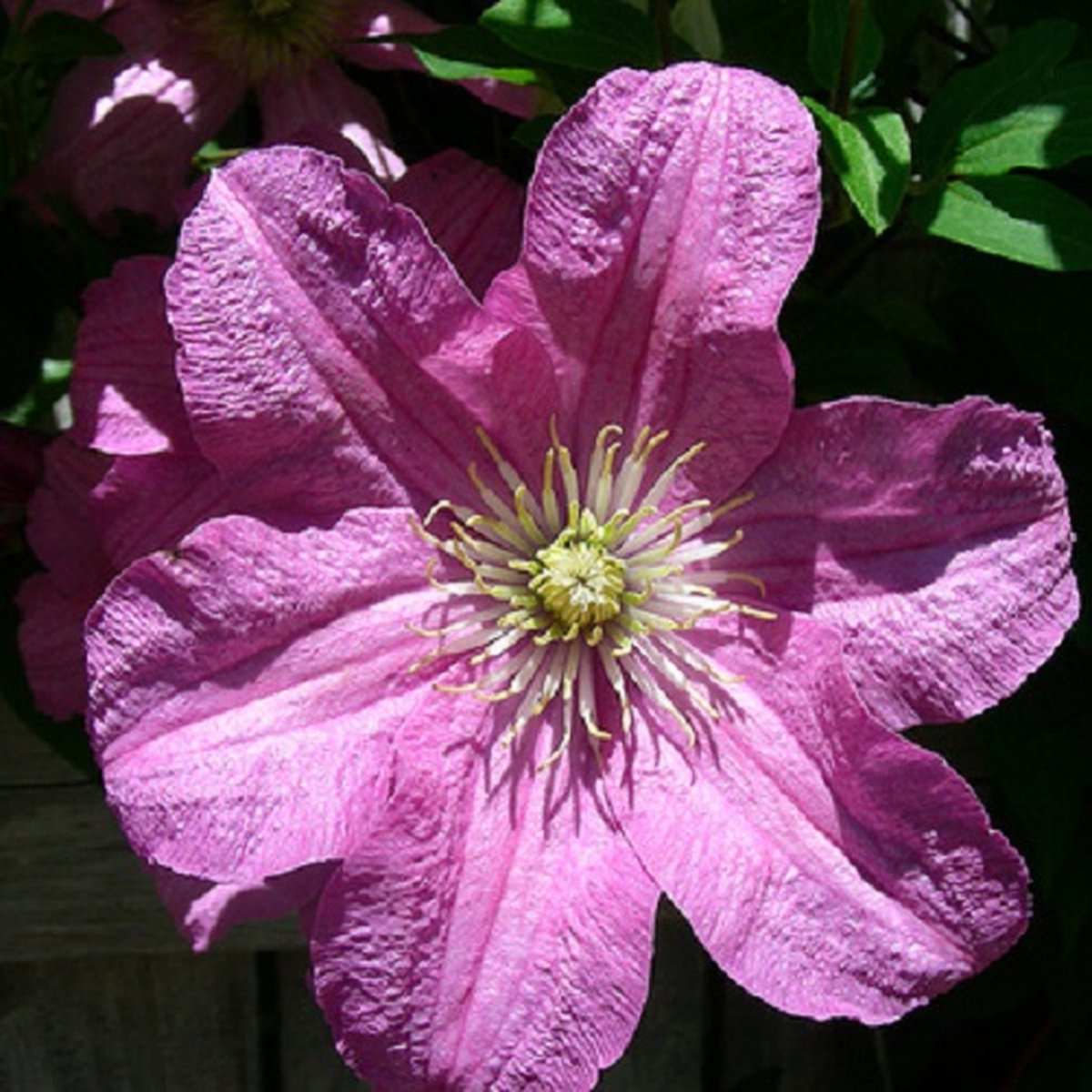 Clematis Comtesse de Bouchaud - Klimplant | Roze Bloeiend, Meerjarig en Winterhard | 1,5 liter pot