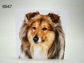 Wenskaart + Envelop Collie