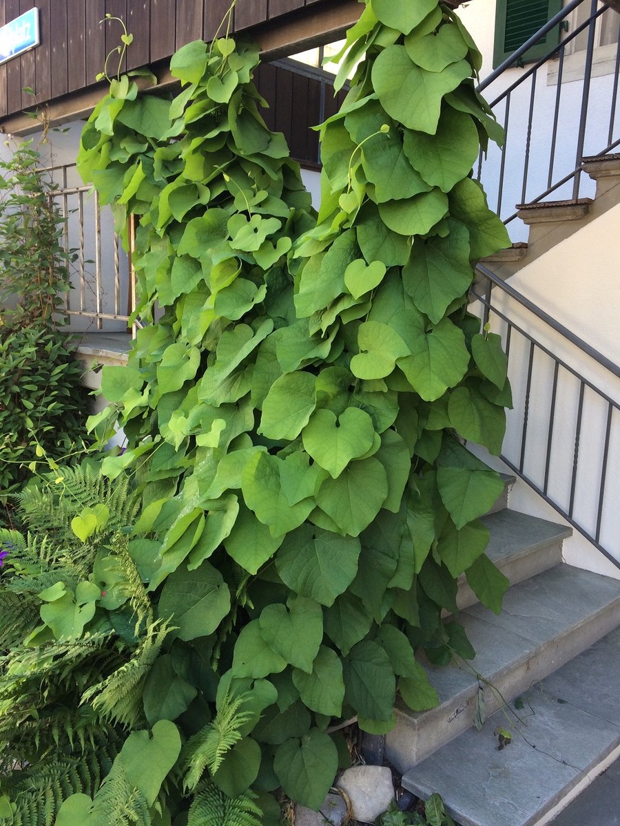 Aristolochia (Duitse Pijp) Klimplant met pijpvormige bloemen