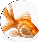 WallCircle - Cercle Mural - Cercle Mural - Poisson Rouge - Wit - Aluminium - Dibond - 120x120 cm - Intérieur et Extérieur XXL