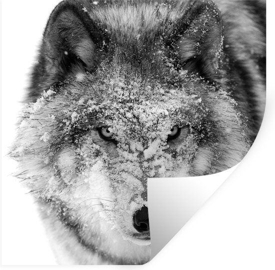 Muurstickers - Sticker Folie - Wolf met besneeuwde kop in zwart-wit - 100x100 cm - Plakfolie - Muurstickers Kinderkamer - Zelfklevend Behang XXL - Zelfklevend behangpapier - Stickerfolie