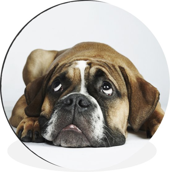 WallCircle - Wandcirkel - Muurcirkel - Hond - Huisdieren - Wit - Aluminium - Dibond - ⌀ 30 cm - Binnen en Buiten