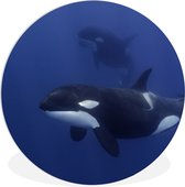 WallCircle - Wandcirkel ⌀ 60 - Twee orka's in helder water - Ronde schilderijen woonkamer - Wandbord rond - Muurdecoratie cirkel - Kamer decoratie binnen - Wanddecoratie muurcirkel - Woonaccessoires