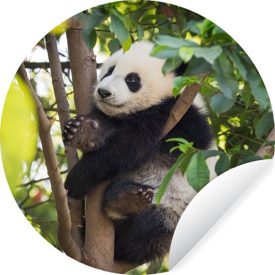 WallCircle - Muurstickers - Behangcirkel - Panda - Dier - Boom - ⌀ 140 cm - Muurcirkel - Zelfklevend - Ronde Behangsticker