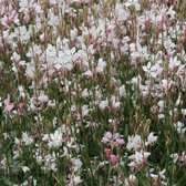 Gaura lindheimeri 'Whirling Butterflies' - Prachtkaars - Pot 15 cm (1,5 liter)