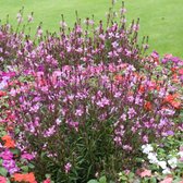 Gaura lindheimeri 'Siskiyou Pink' - Prachtkaars - Pot 17 cm (2 liter)