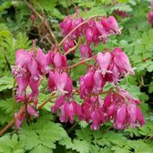 Dicentra formosa 'Luxuriant' - Gebroken hartje - Pot 17 cm (2 liter)