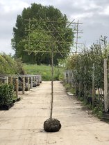 Lei Amberboom | Liquidambar Stryraciflua | Rek op stamhoogte: 180 cm