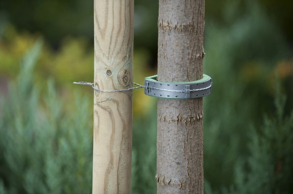 Boomband met Schuimlaag voor Kwetsbare Bomen 2 Stuks | Per Set