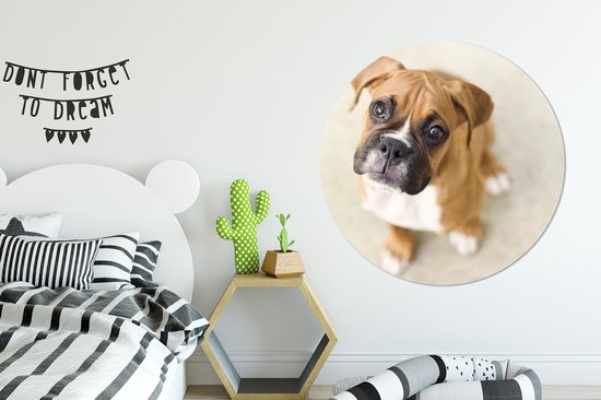 Le chiot Boxer lève les yeux vers la caméra Assiette en plastique cercle mural ⌀ 120 cm - impression photo sur cercle mural / cercle vivant (décoration murale) XXL / Groot format!