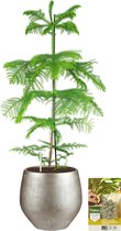 Pokon Powerplanten Kerstboom 100 cm ↕ - Kamerplant in Pot (Mica Douro, Zilver) - Araucaria | Kamerden - met Plantenvoeding | Vochtmeter | LED Verlichting