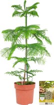 Pokon Powerplanten Kerstboom 100 cm ↕ - Kamerplant - Planten voor binnen - Araucaria | Kamerden - met Plantenvoeding | Vochtmeter | LED Verlichting