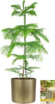 Pokon Powerplanten Kerstboom 100 cm ↕ - Kamerplant in Pot (Mica Era, Goud) - Araucaria | Kamerden - met Plantenvoeding | Vochtmeter | LED Verlichting