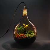 Stekkie Large ecosysteem met lamp | Planten terrarium in een fles - Mini jungle met sfeervolle verlichting - Nooit meer water geven - ↑ 61,5 cm - Ø 38 cm