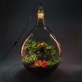 Stekkie Extra-Large ecosysteem met lamp | Planten terrarium in een fles - ↑ 76 cm - Ø 48 cm