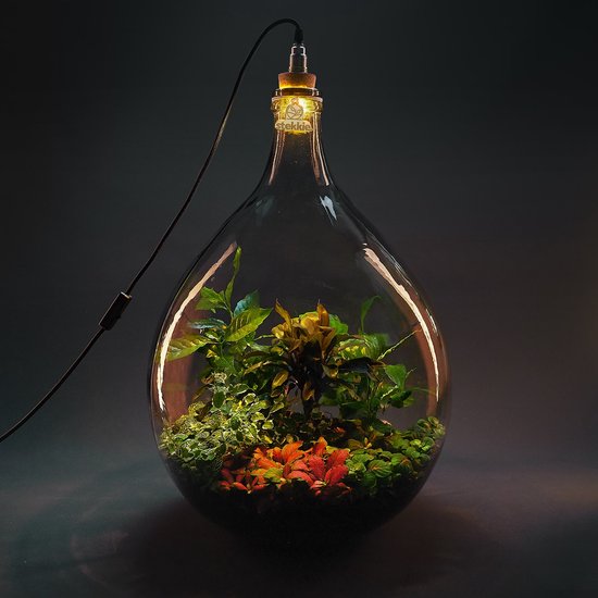 Stekkie Extra-Large ecosysteem met lamp | Planten terrarium in een fles - ↑  76 cm - Ø... | bol.com