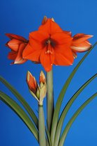 Amaryllis Horizon - bloembol - grootbloemig - oranje met donker hart - bolmaat 36 - grote bol - kerst - cadeautip - grote bloemen