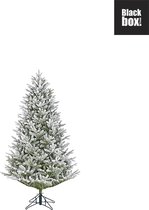 Black Box Trees - Frasier kerstboom groen frosted TIPS 1189 - h155xd109cm - Kerstbomen