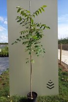 Jonge Bijenboom | Tetradium daniellii | 20-30cm hoogte
