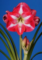 Amaryllis Monte Carlo - bloembol - grootbloemig - rood/wit gespikkeld - bolmaat 38 - grote bol - kerst - cadeautip - grote bloemen