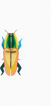 Studio Roof Madagascar Beetle