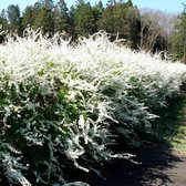 Spiraea thunbergii - Spierstruik - Pot Ø 14 cm (1,5 liter)