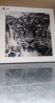 Glasschilderij - Luipaard - zwart - wit - blauw