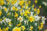 25 x Narcissus MIX - Biologische bloembollen