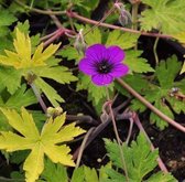 6 x Geranium 'Ann Folkard' - OOIEVAARSBEK - pot 9 x 9 cm