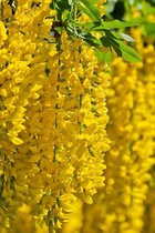 Jonge Gouden Regen boom | Laburnum x watereri 'Vossii' | 150-200cm hoogte