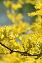 Jonge Gele Valse Christusdoorn struik | Gleditsia triacanthos 'Sunburst' Struikvorm | 40-60cm struikvorm